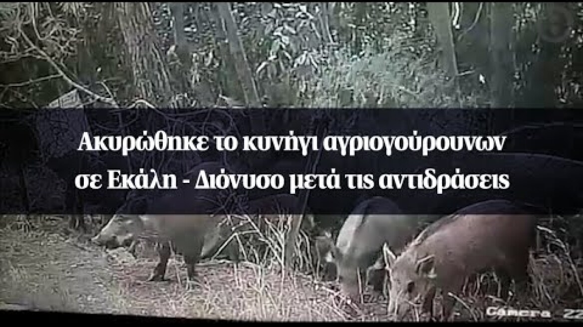 Ακυρώθηκε το κυνήγι αγριογούρουνων σε Εκάλη-Διόνυσο μετά τις αντιδράσεις