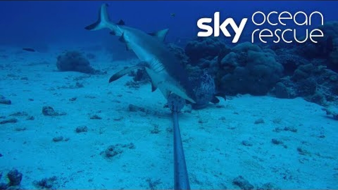 Deep Ocean Live: A look back at the dives in the Seychelles