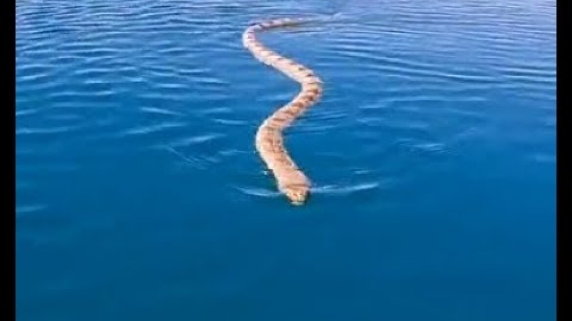 Ανατριχίλα από απειλητικό θαλάσσιο φίδι