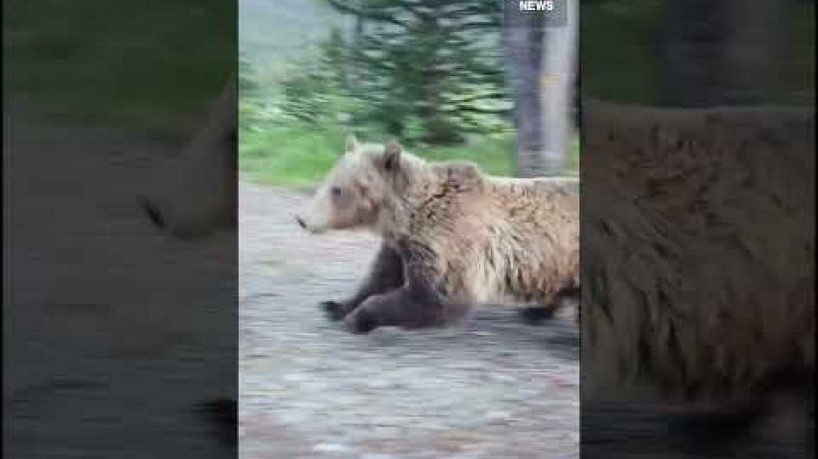 Woman has terrifying encounter with a grizzly bear while walking her dog in Alberta