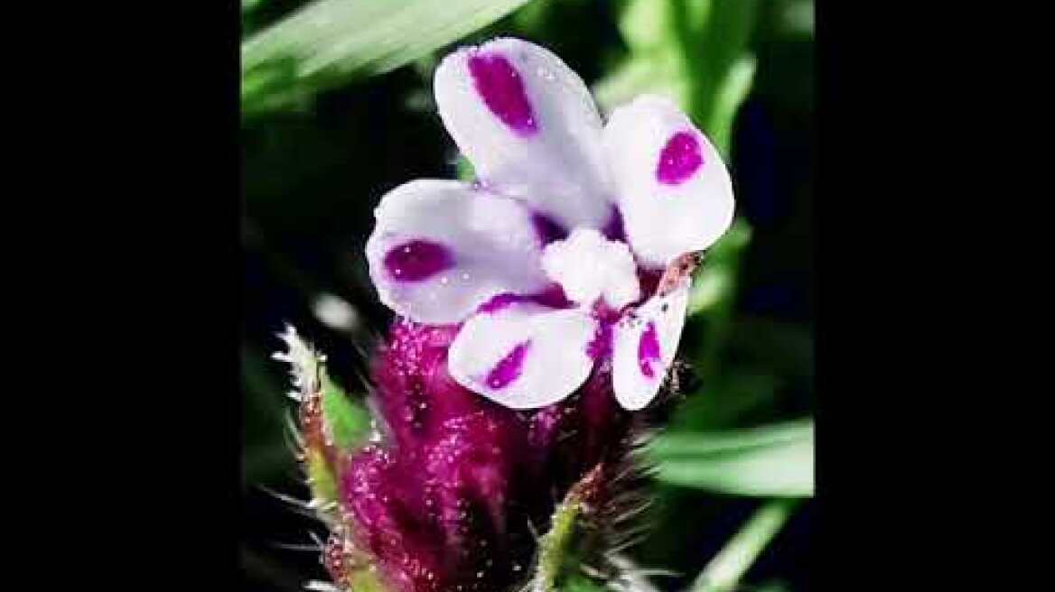 Anchusella variegata ή Αγχουσέλα η ποικιλόχρωμη