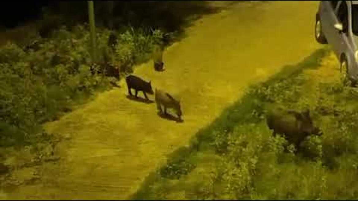 Αγριογούρουνα (1)