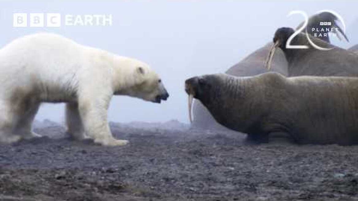 Polar Bear Takes on Walrus Herd | 20 Years of Planet Earth | BBC Earth