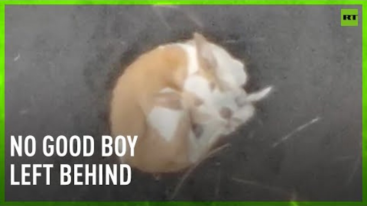 Drones bring food and water to dogs trapped by lava in La Palma