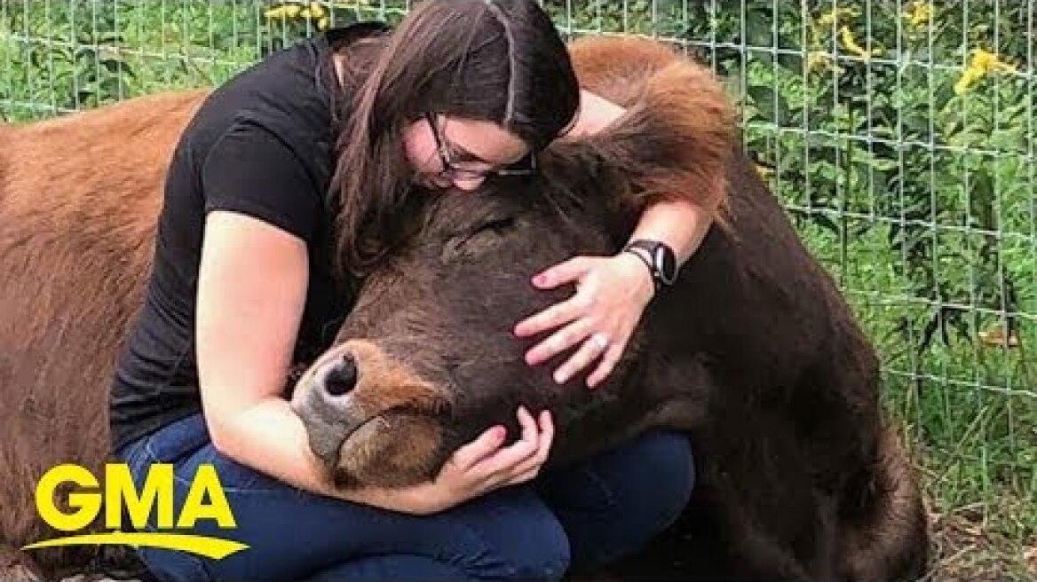 Cow cuddling is a thing and it costs $75 an hour | GMA