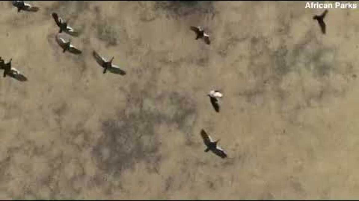 Prince Harry, Duke of Sussex: Voice-over for the African Parks NGO