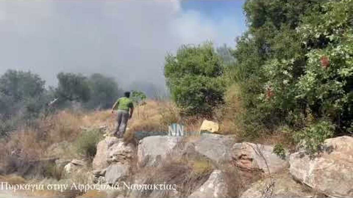 Πυρκαγιά Στην αφροξυλιά Ναυπακτίας