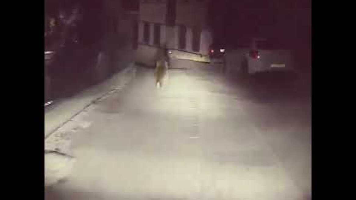 ΒΙΝΤΕΟ-Συνάντηση με  μια αρκούδα, σε κεντρικό δρόμο του Μετσόβου!