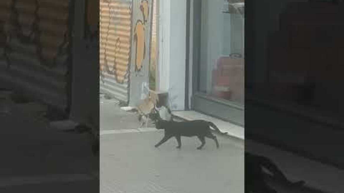 Βίντεο με την οικογένεια από τα γατάκια λίγο καιρό πριν το αποτρόπαιο συμβάν