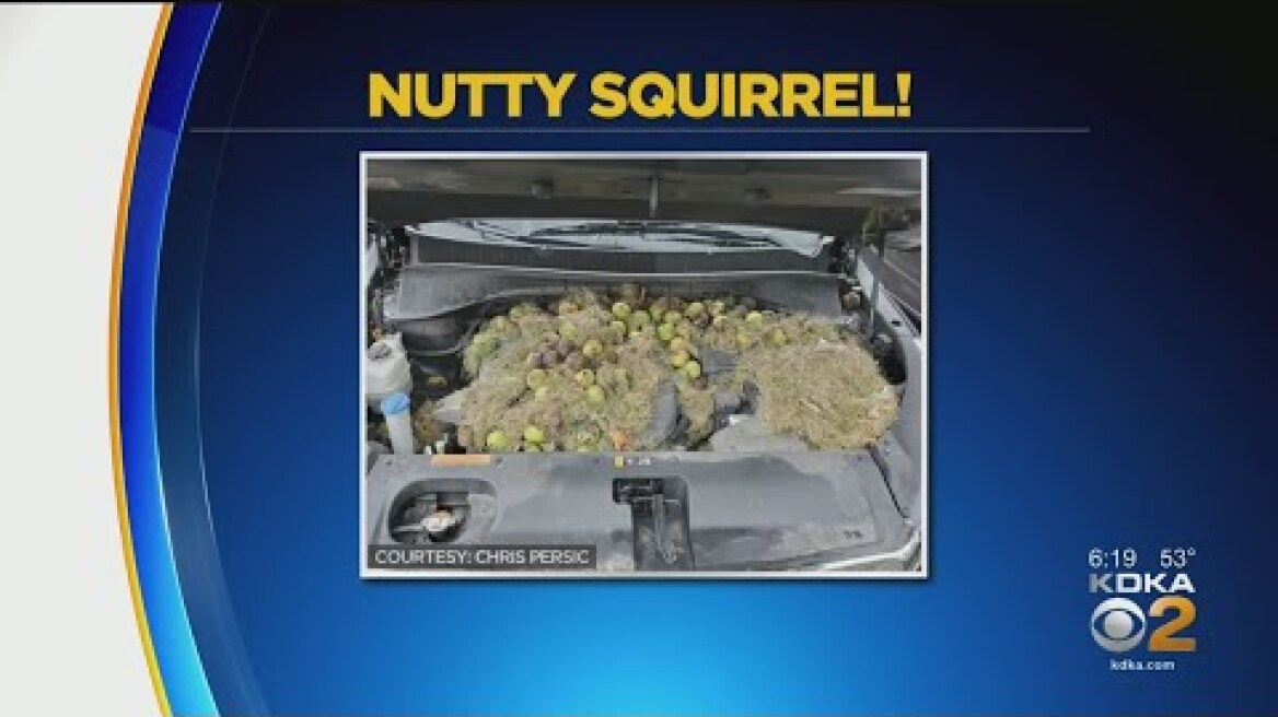 Squirrels Hide Hundreds Of Walnuts Under Hood Of Car