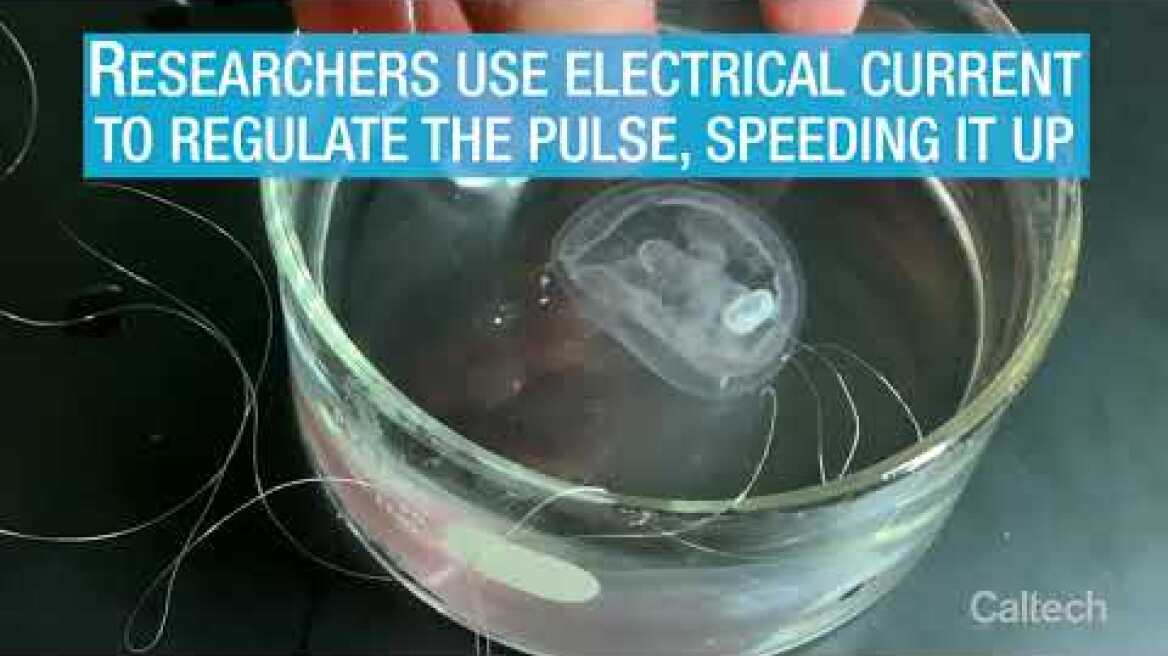 Bionic Jellyfish Swim Faster, More Efficiently