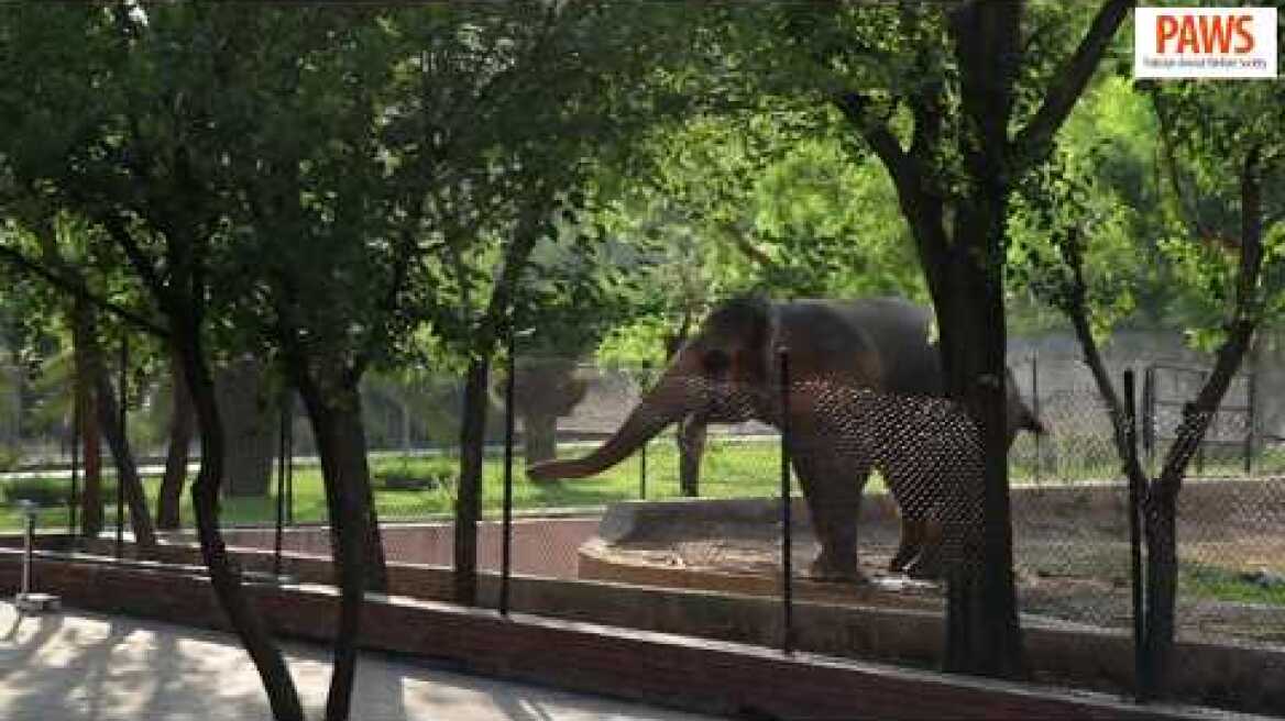 Kaavan the elephant | Islamabad Zoo | Pakistan