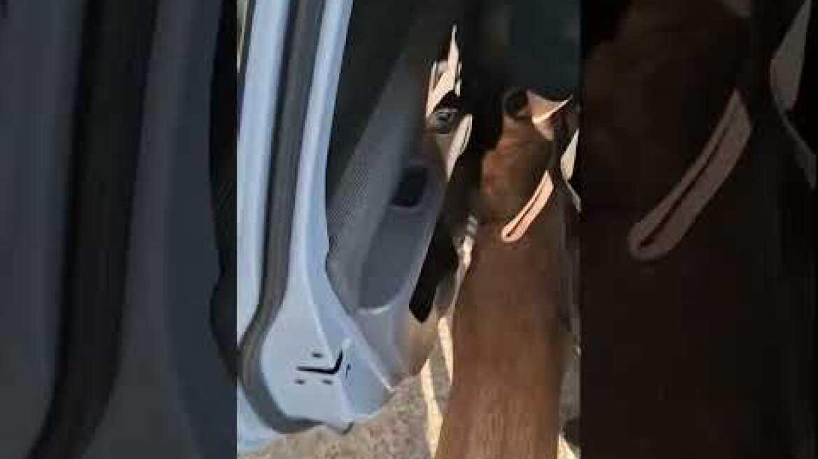 15012026 ΔΤ ΓΑΔΑ: Ειδική αστυνομική επιχείρηση της ΔΑΔΑ πραγματοποιήθηκε στην περιοχή των Αχαρνών