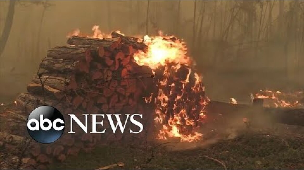 Siberian wildfires now bigger than all other fires in world combined