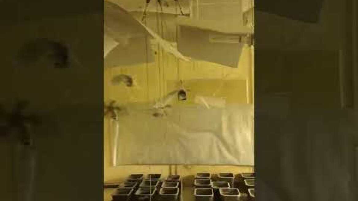 2-07-2024: ΔΤ ΓΑΔΑ ΣΥΛΛΗΨΗ 2 ΑΤΟΜΩΝ