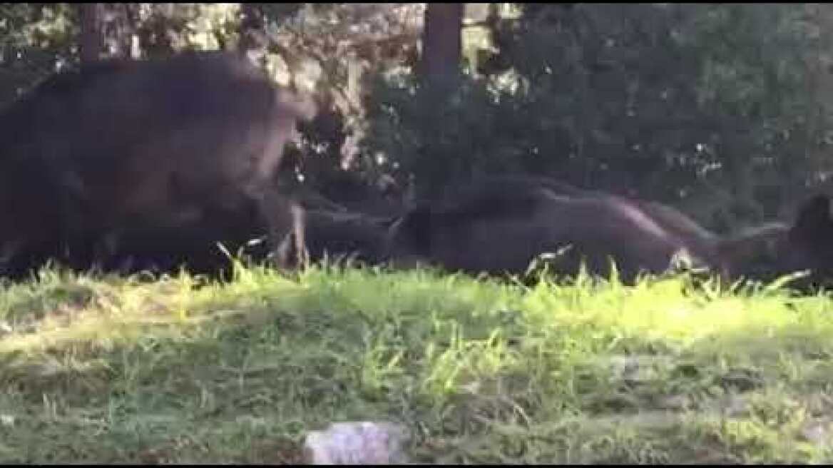 Αγριογούρουνα Εκάλη (1)