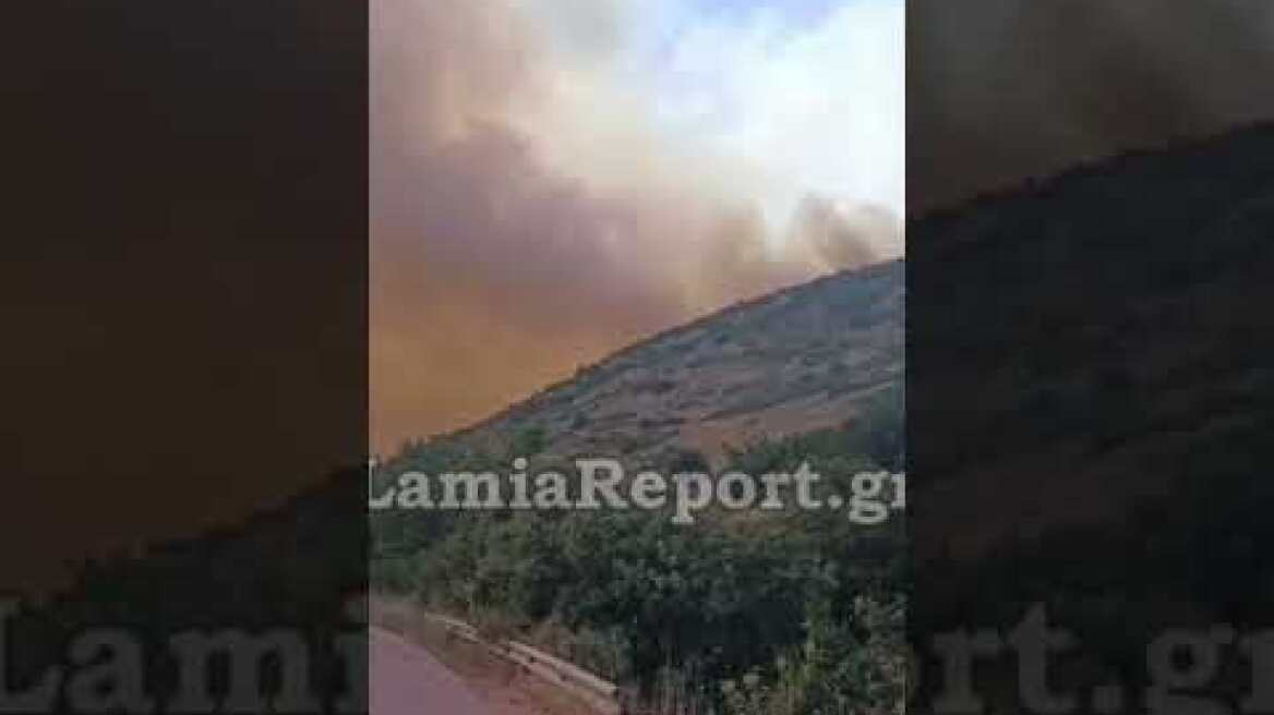 LamiaReport.gr: Δασική πυρκαγιά στο Ακραίφνιο