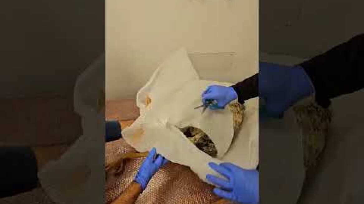 Εντοπιστήκαν εντός οικίας 50χρονου -10- τμήματα ενάλιων αμφορέων