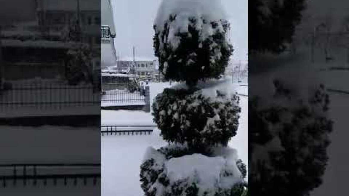 ΧΙΟΝΙ ΠΛΑΤΑΝΟΡΕΥΜΑ ΣΕΡΒΙΩΝ