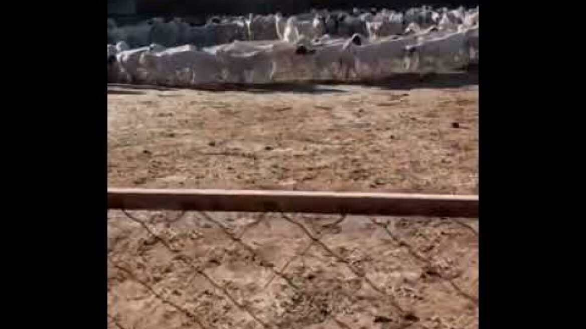 Hundreds of sheep walk in a circle for over 10 days in N China's Inner Mongolia.