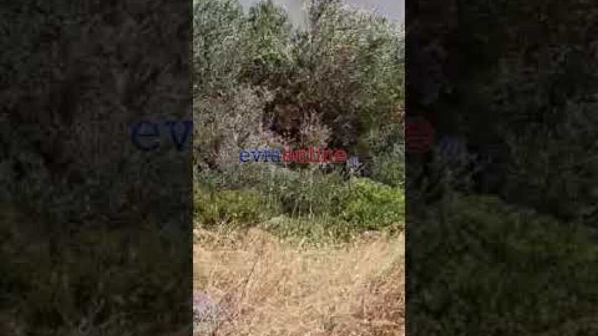 Φωτιά σε κριεζά και Κόσκινα στην Εύβοια