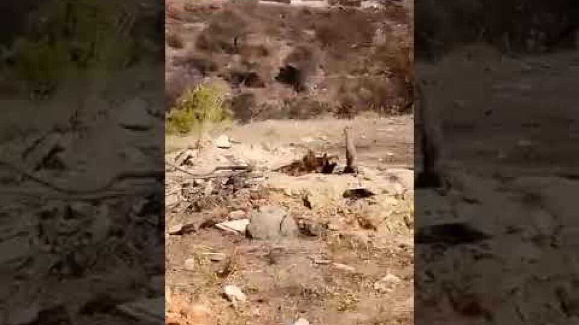 Φωτιά στα Δερβενοχώρια (1)