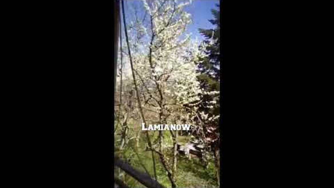 Γαρδίκι Ομιλαιων: Άνοιξε τα ηχεία να ακούσει όλο το χωριό Ιερές Ακολουθίες