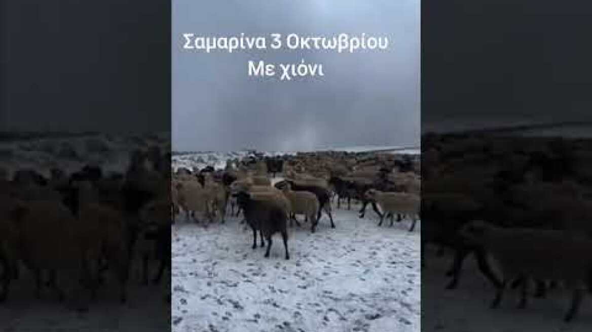 Σαμαρινα