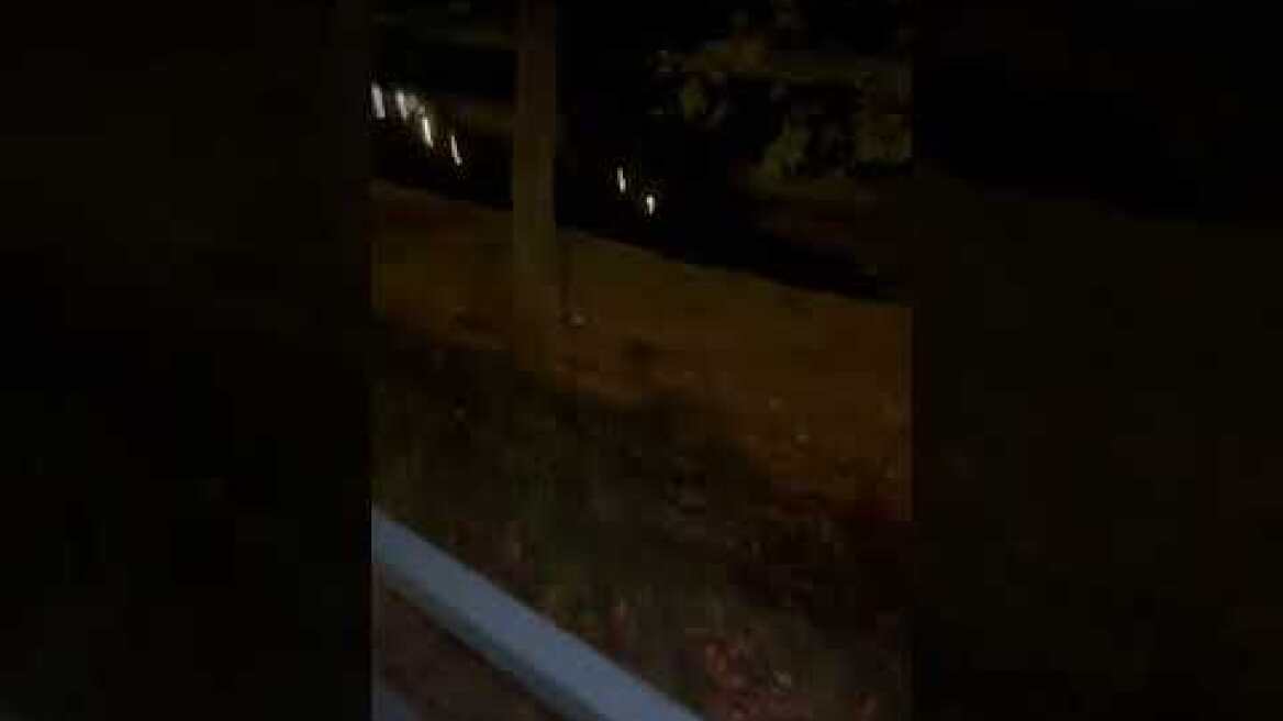 Αλεπού βγήκε στο κέντρο των Τρικάλων