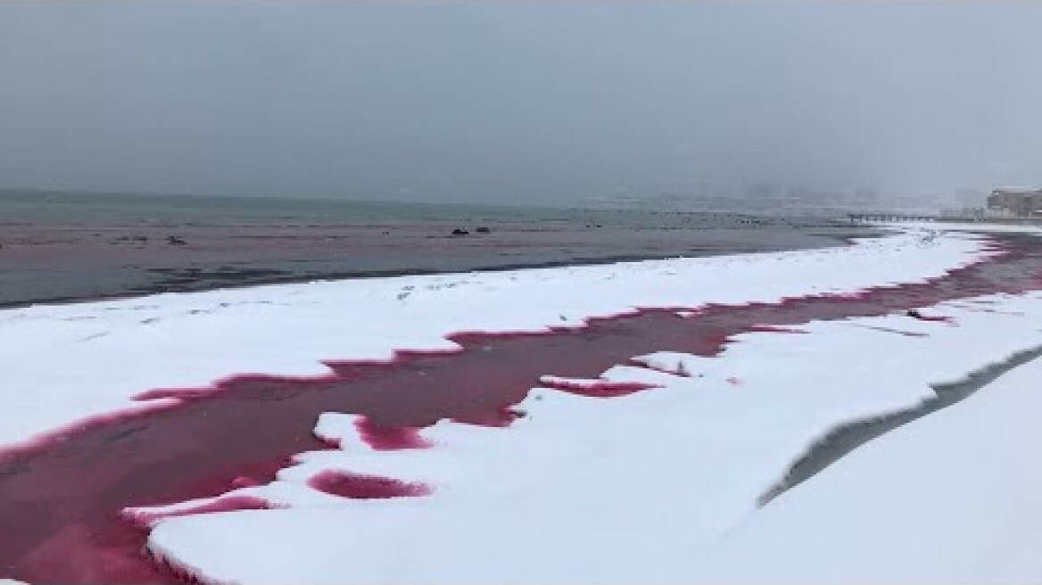 Вода у берега моря в Актау окрасилась в красный цвет