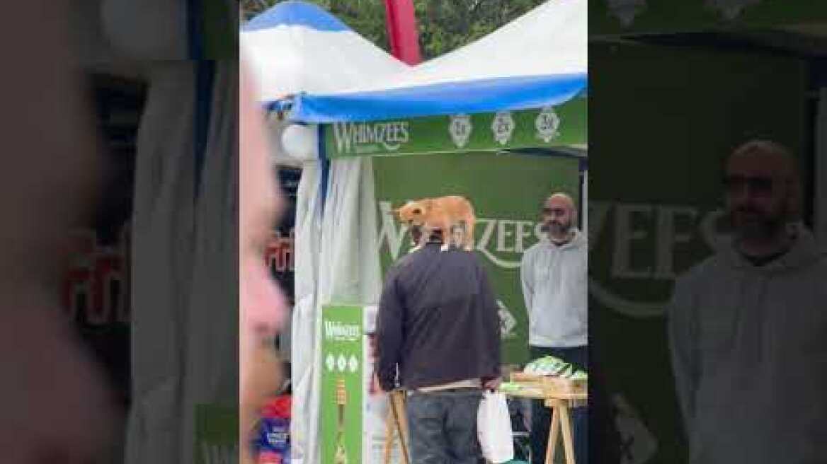 H δεύτερη μέρα του Woof Festival (2)