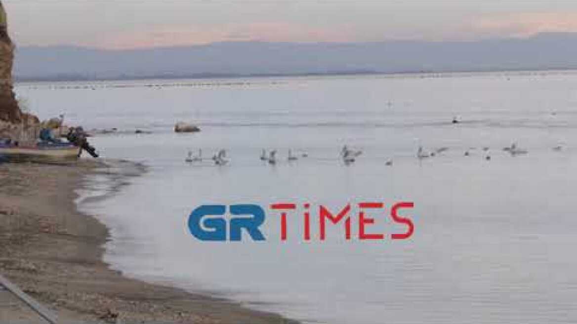 Αργυροπελεκάνοι στην παραλία του Μακρυγιάλου