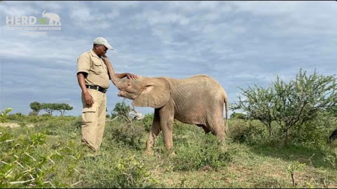 Beautiful moments between albino baby elephant, Khanyisa & loving carer, Stavros❤️🐘