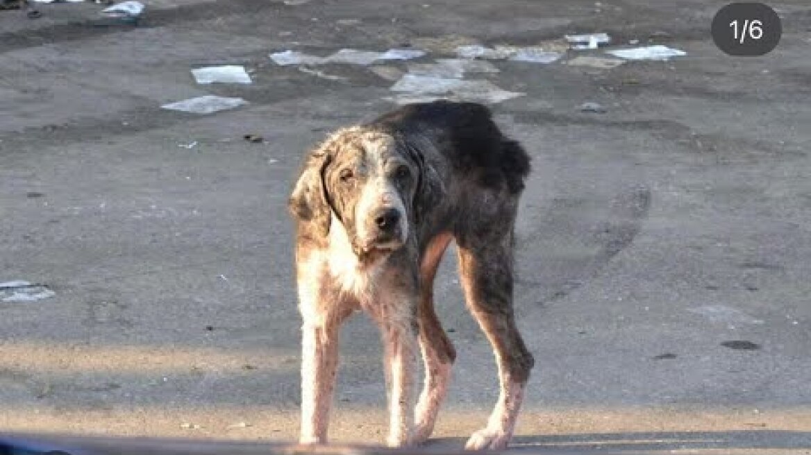 Δελτίο Τύπου: Πάνω από 500 σκύλοι φαντάσματα αργοπεθαίνουν.