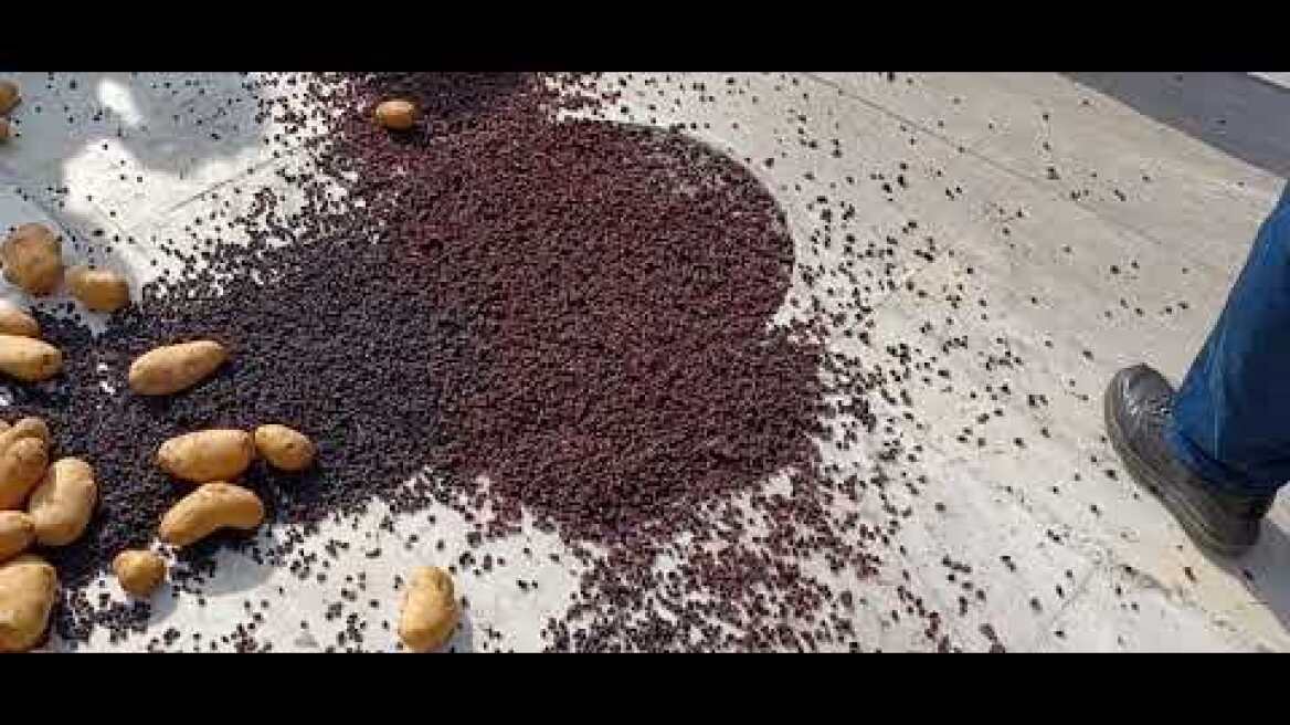 Αγρότες πληγέντες από τις πυρκαγιές πέταξαν πατάτες και μαύρη σταφίδα στο πεζοδρόμιο της Βουλής