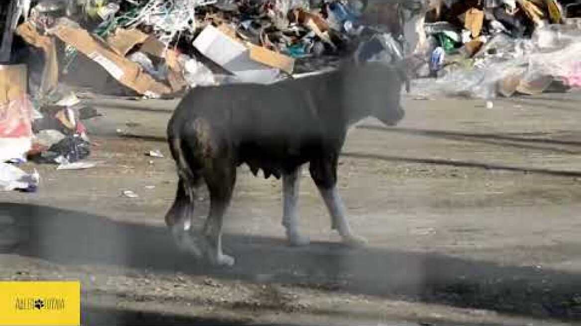 Δελτίο Τύπου: Πάνω από 500 σκύλοι φαντάσματα αργοπεθαίνουν.