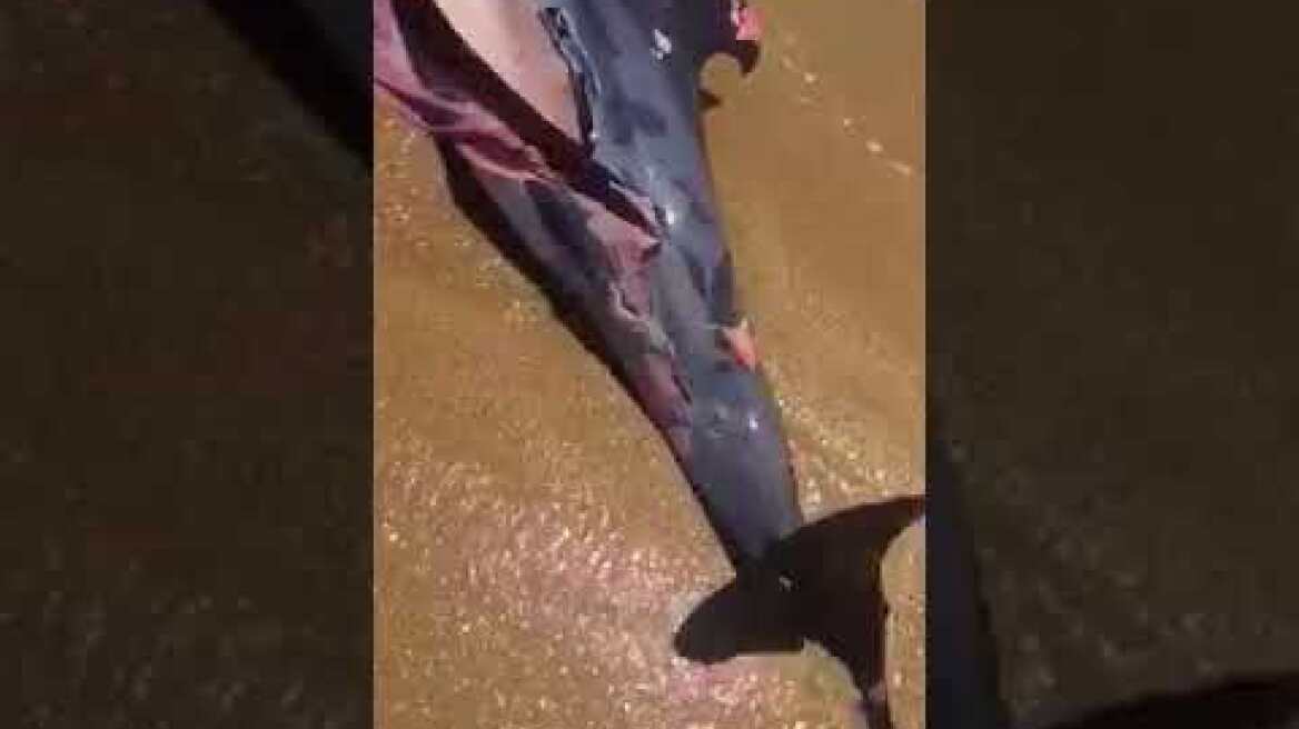 Μύκονος νεκρό δελφίνι