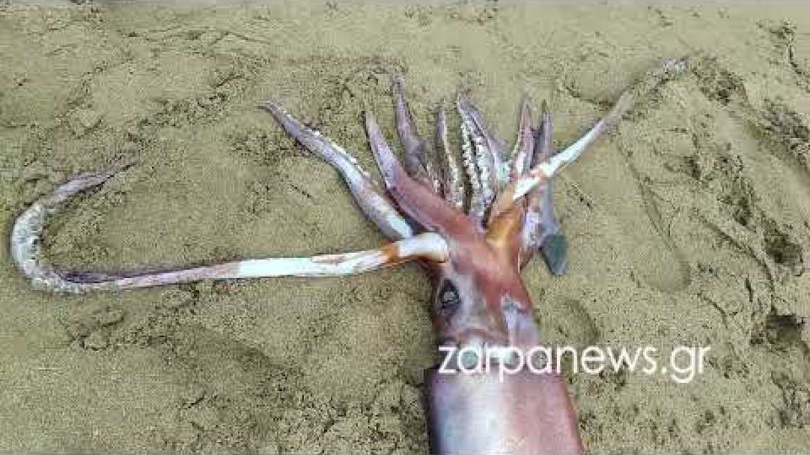 Τεράστιο θράψαλο στην Αγία Μαρίνα στα Χανιά