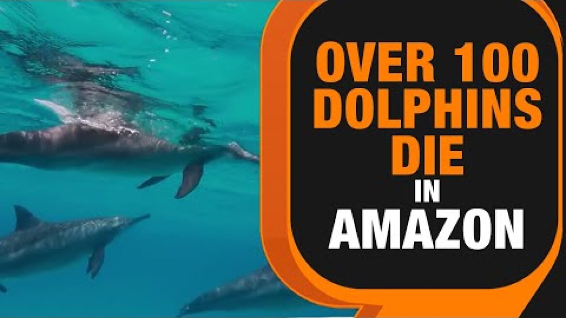 More than 100 Dolphins Dead in Amazon Forests: Deaths Attributed to Climate Change | News9