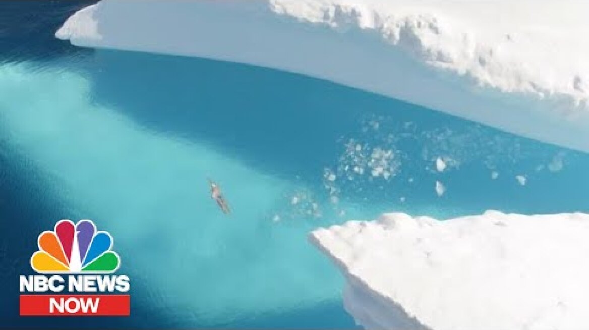 Swimmer Lewis Pugh To Take Frigid Antarctica Plunge For Climate Awareness | NBC News NOW