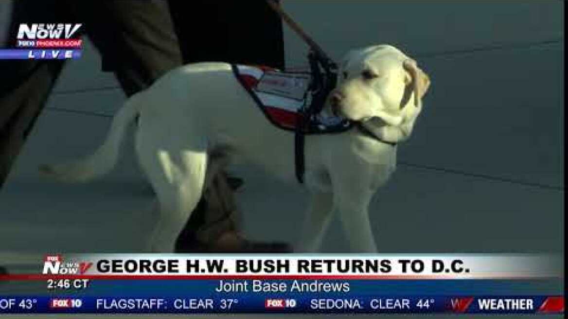 LOST WITHOUT A PRESIDENT: Sully The Service Dog Looks Lost Without George H.W. Bush