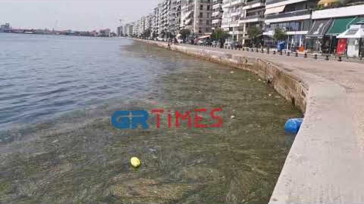 Θεσσαλονίκη: Με νεκρά πτηνά, σκουπίδια και φύκια ξανά ο Θερμαϊκός - GRTimes.gr
