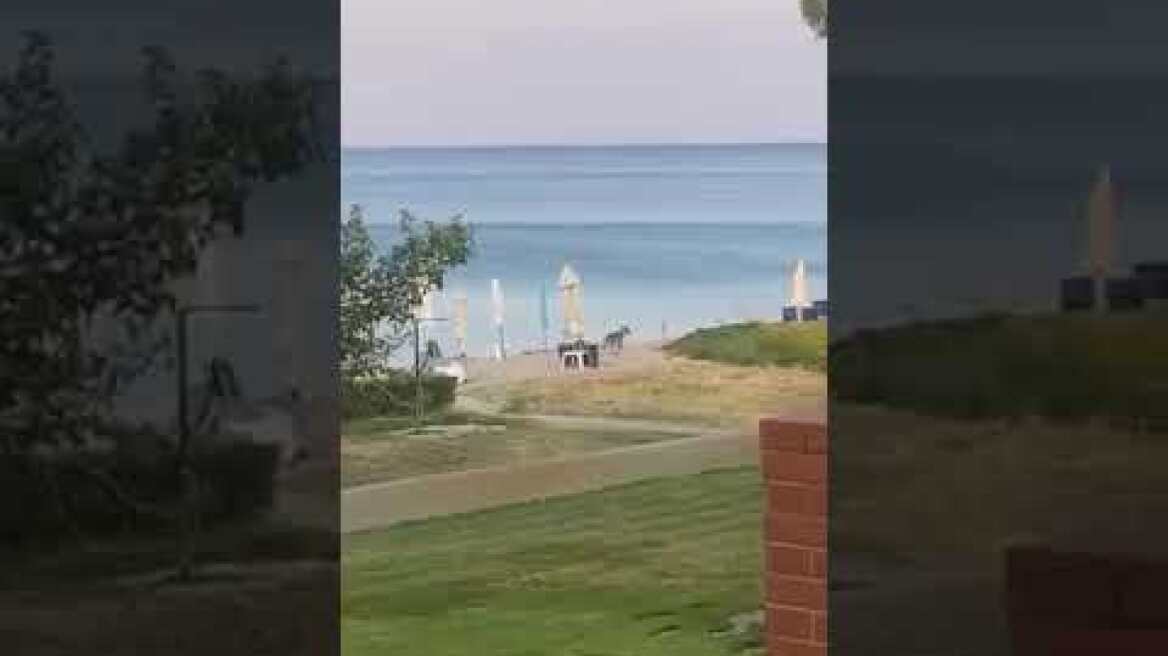 Ο λύκος απο την επίθεση στην Χαλκιδική