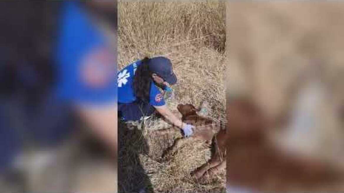Eviathema.gr - Φωτιά στην Εύβοια: Εθελοντές προσφέρουν πρώτες βοήθειες σε νεογέννητο μοσχαράκι