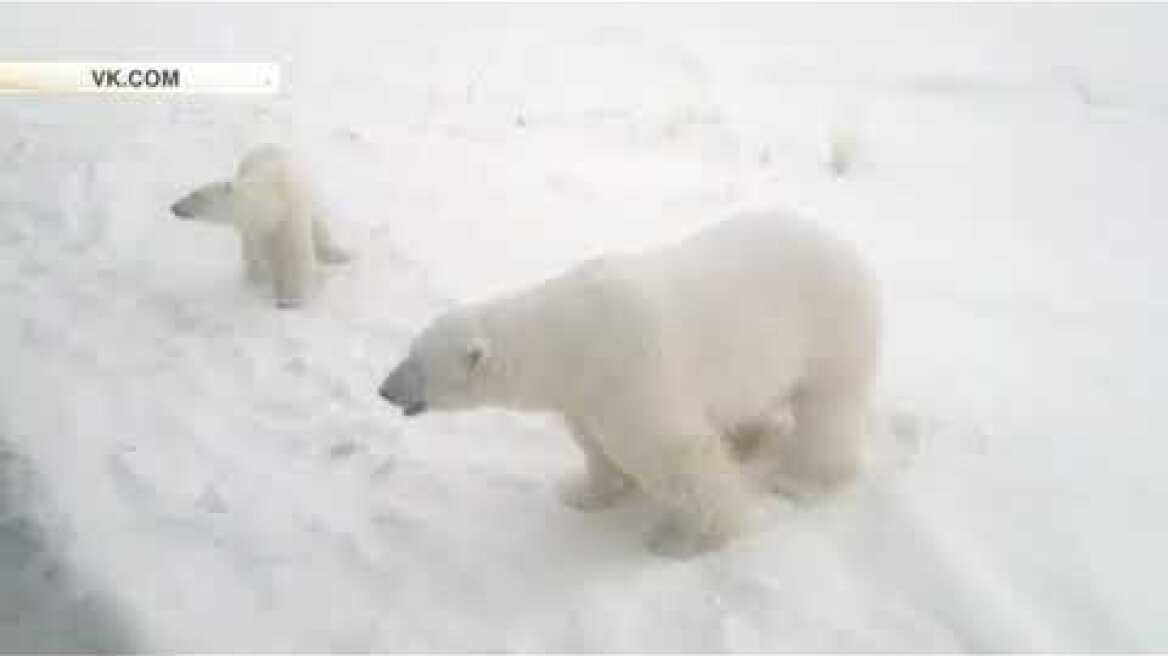 Russian archipelago Novaya Zemlya, Polar bears attacks