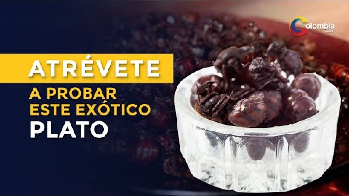 Hormigas culonas colombianas, un exquisito plato de Santander para el mundo | Recetas de Colombia
