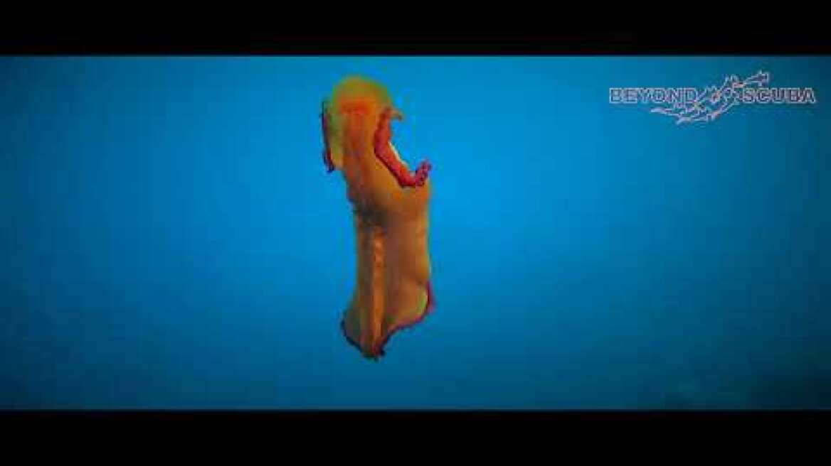 Spanish Dancer (Hexabranchus sanguineus) (dancing/swimming)