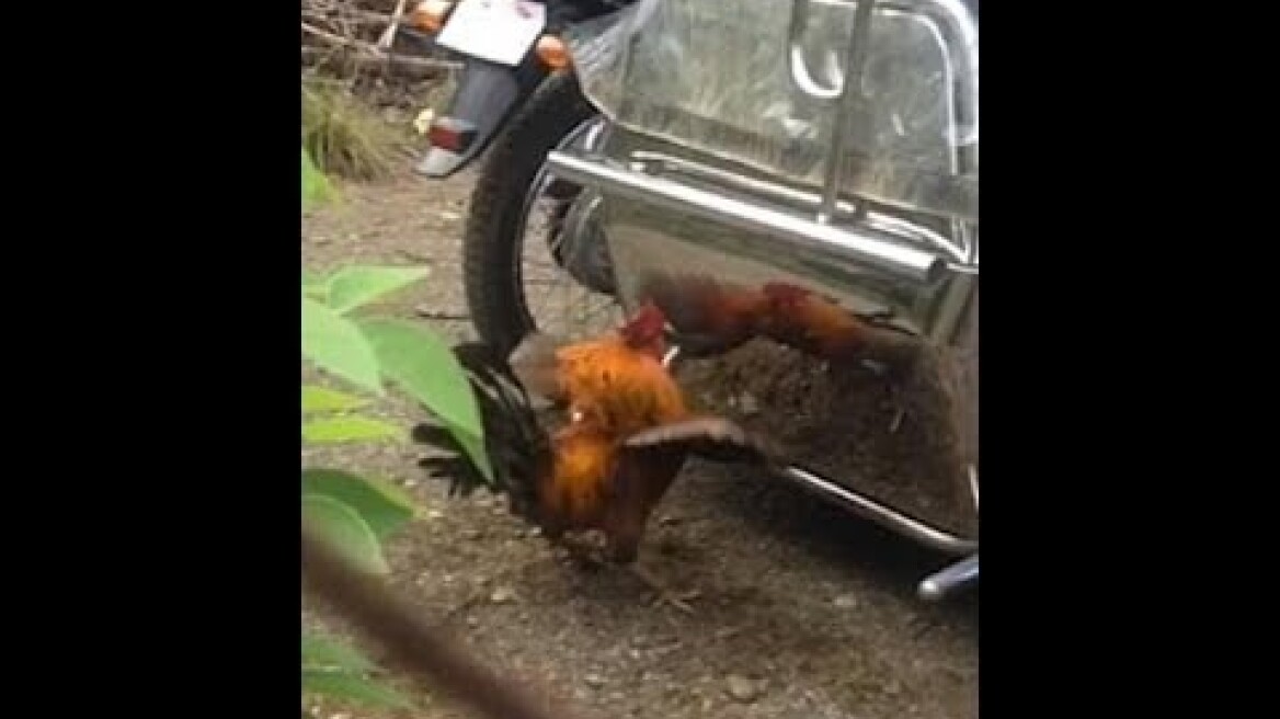 Κόκορας επιτέθηκε στην αντανάκλασή του