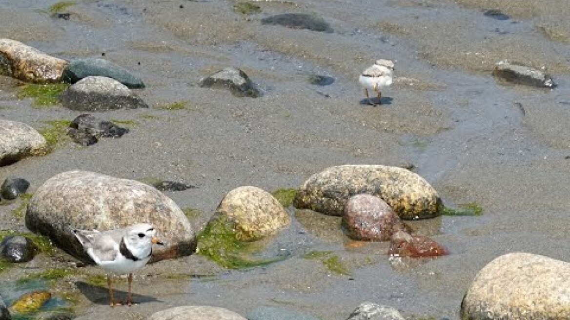 South Coast of Massachusetts Piping Plovers