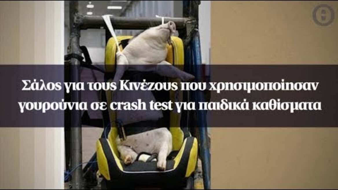 Σάλος για τους Κινέζους που χρησιμοποίησαν γουρούνια σε crash test για παιδικά καθίσματα